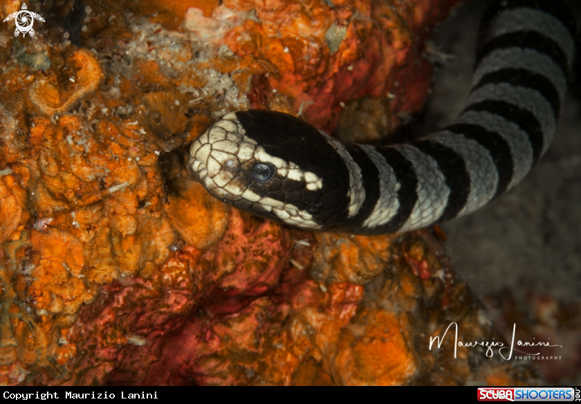 A  Yellow-lipped sea krait 