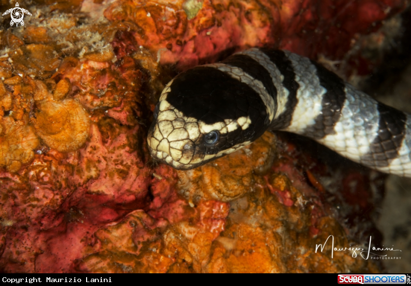 A  Yellow-lipped sea krait 
