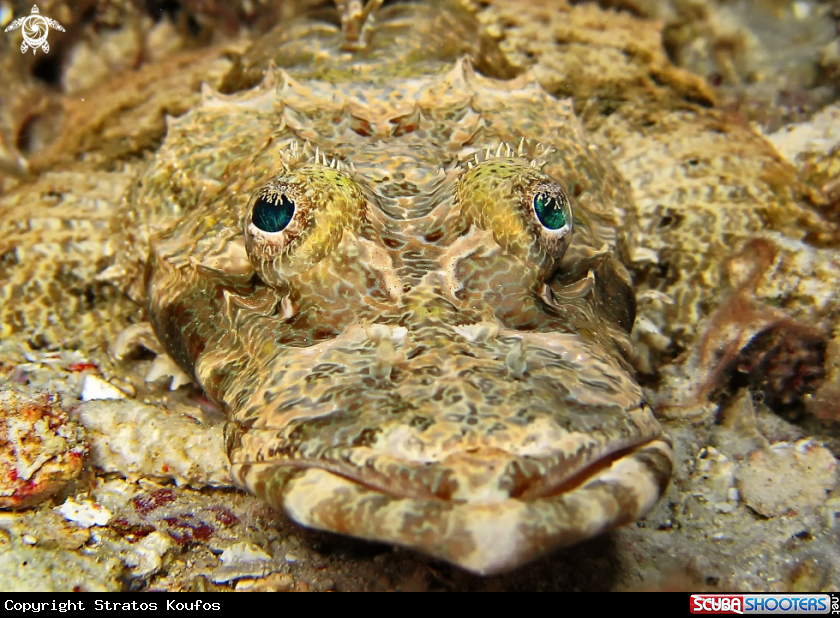 A underwater creature