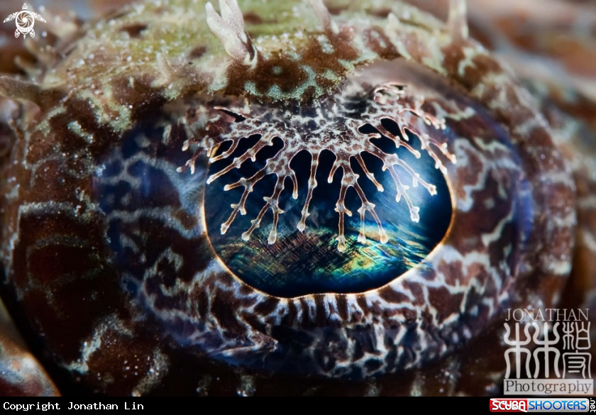 A Crocodile fish