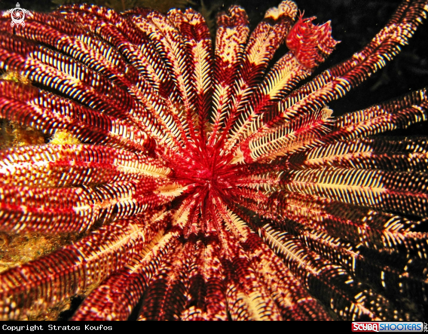 A underwater creature