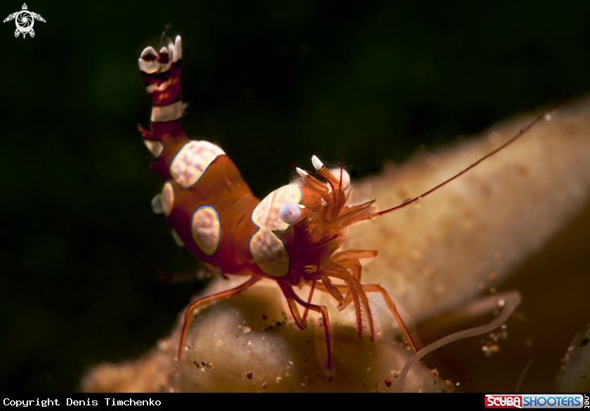 A Squat shrimp