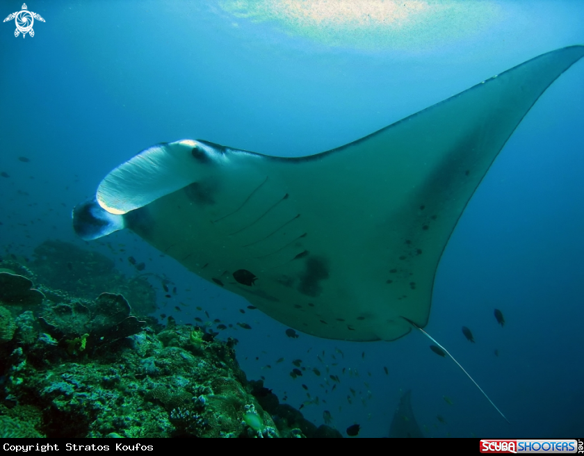 A underwater creature