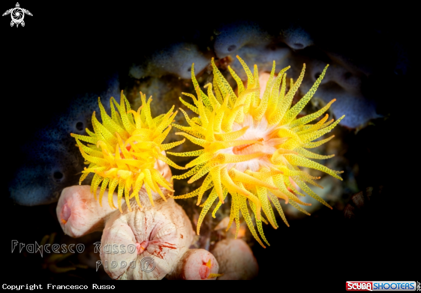 A Sunset cup coral