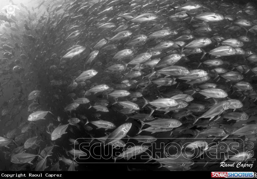 A School of Jackfish