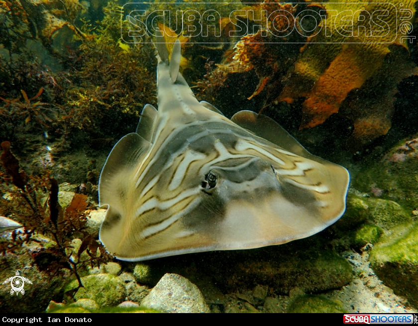 A Banjo ray