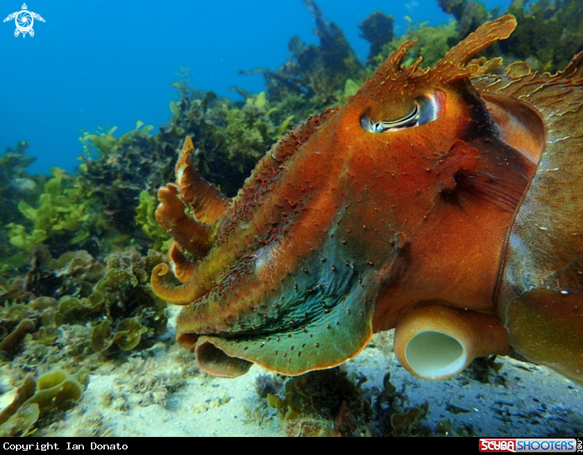 A Australian giant cuttlefish