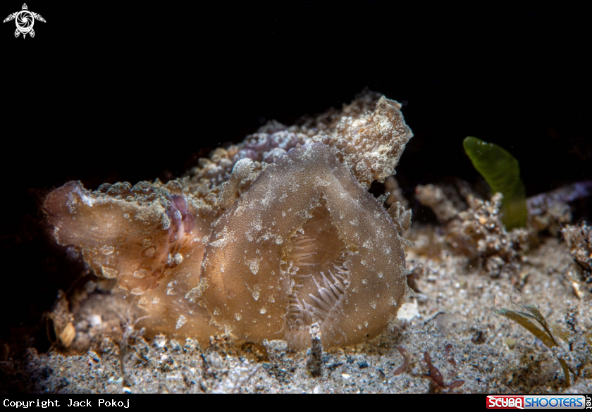 A Melibe viridis
