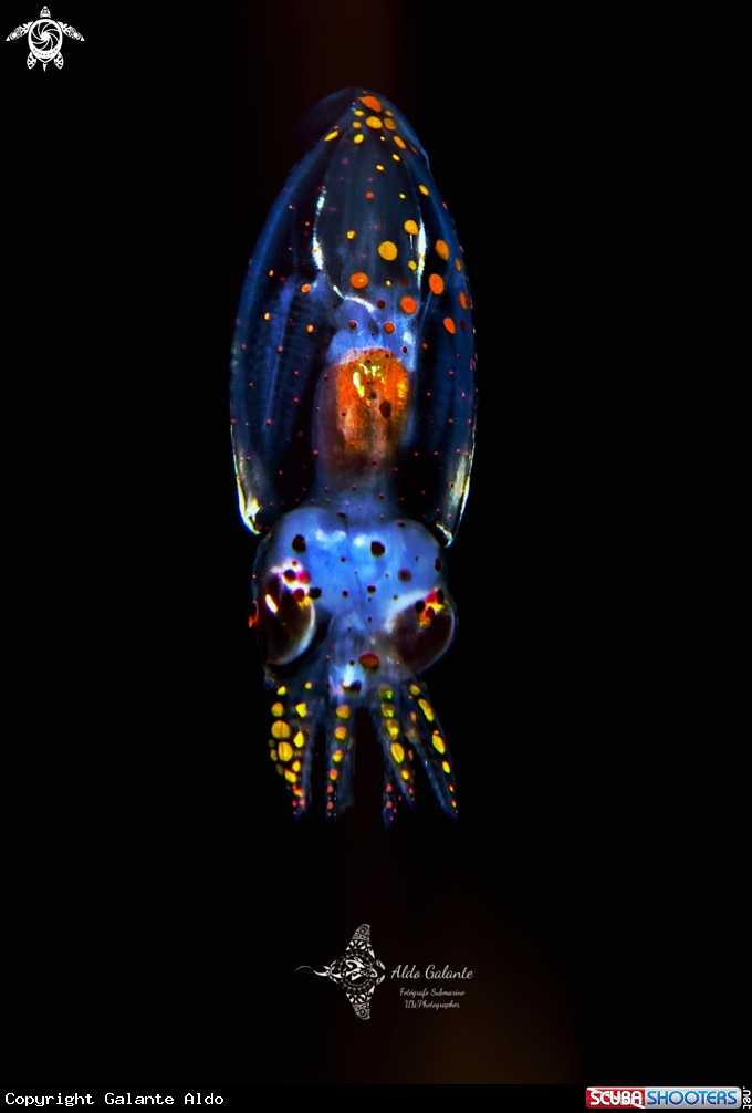 A Cephalopod 