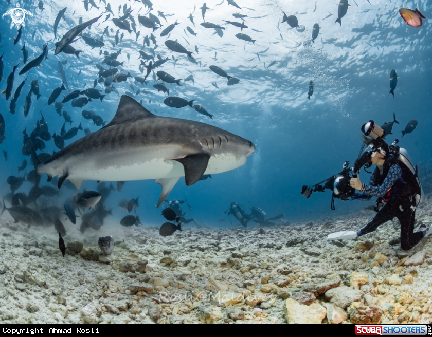 A Tiger Shark