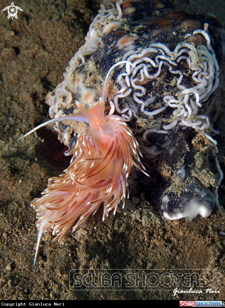 A Facelina