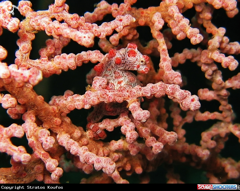 A underwater creature