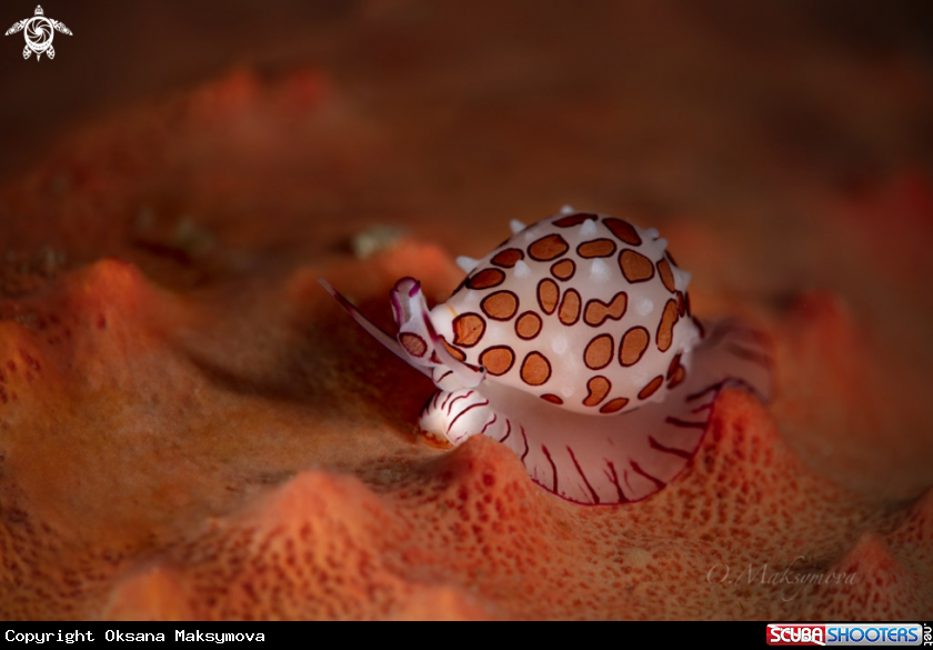 A Cowrie