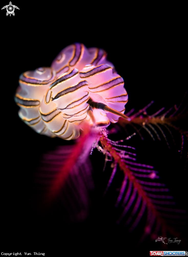A Nudibranch