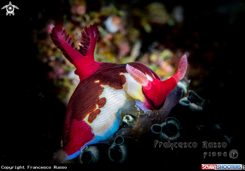 A Nudibranch