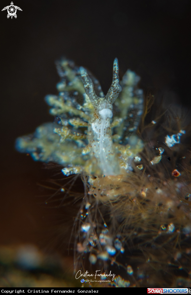 A Nudibranch