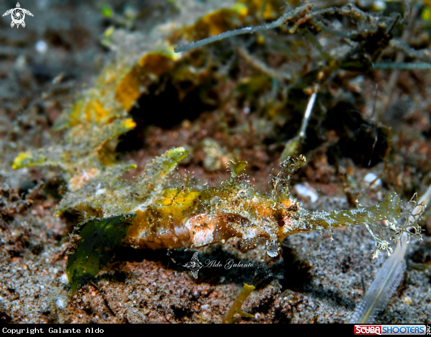 A Whiskered Pipefish