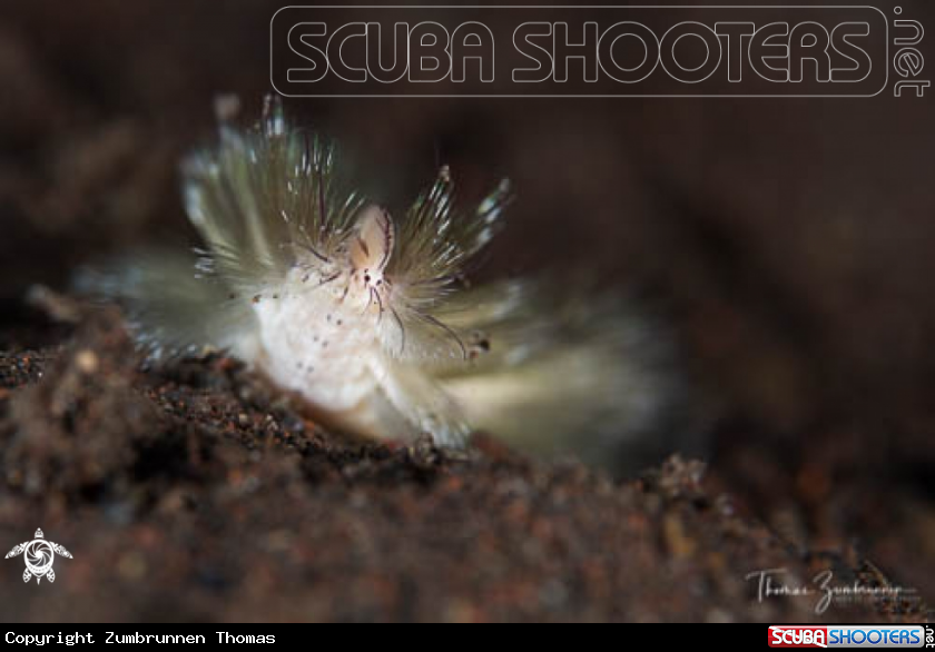 A Fireworm 