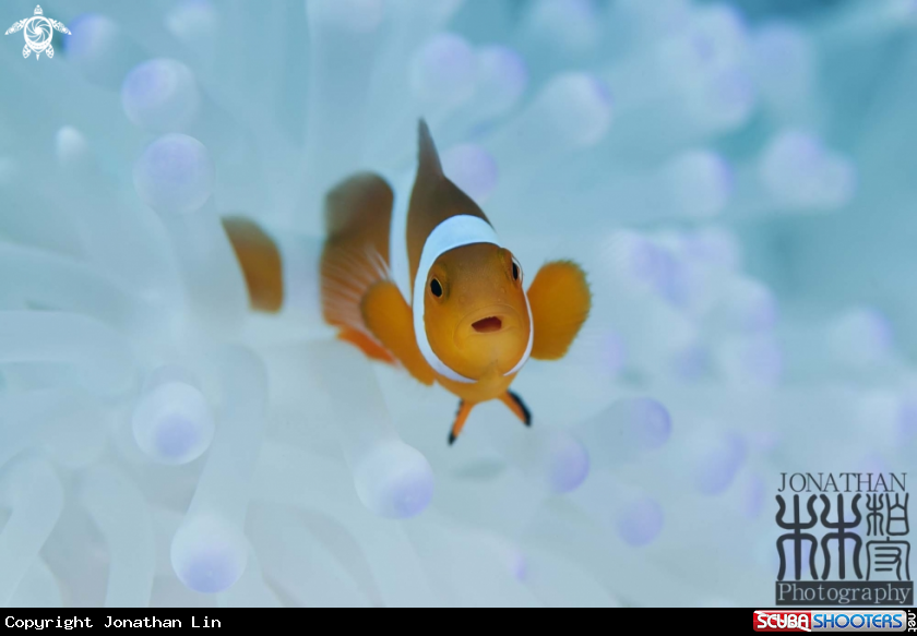 A Clown Fish