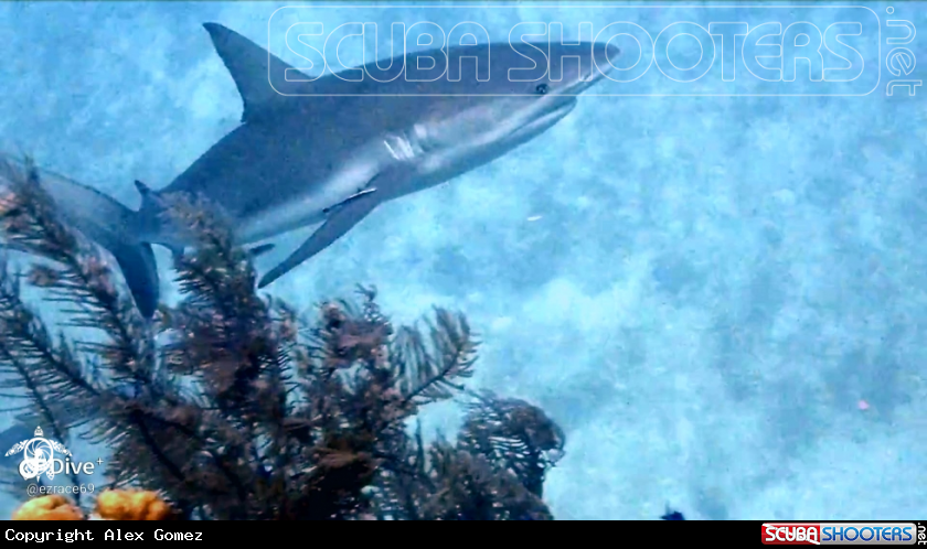 A Shark