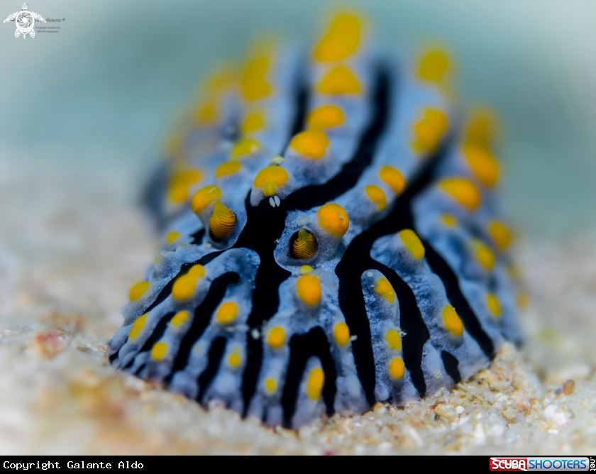 A Nudibranch