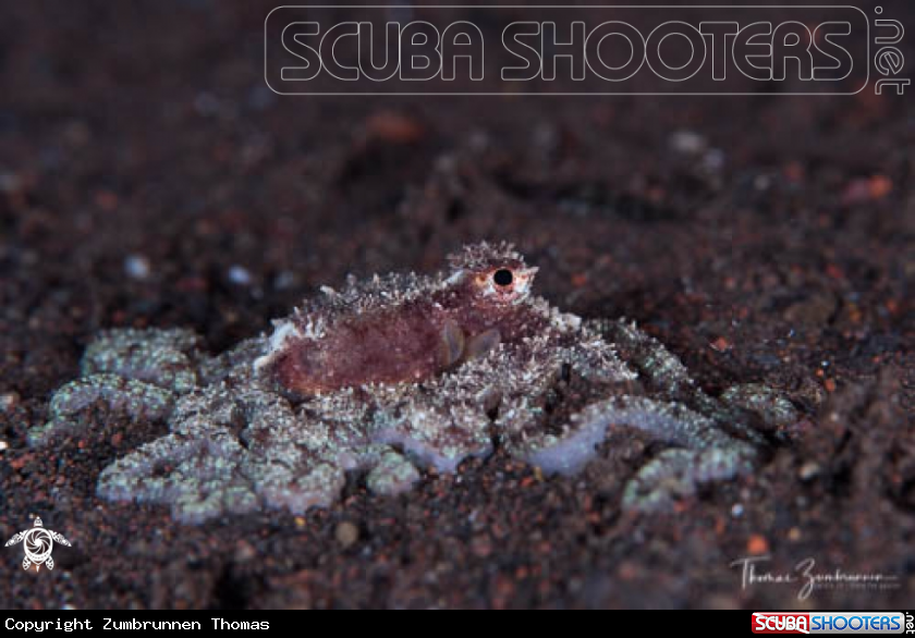 A Octopus 