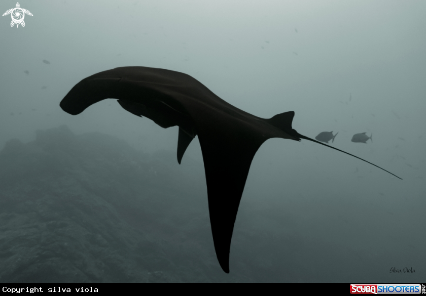 A Giant Oceanic black-morph Manta