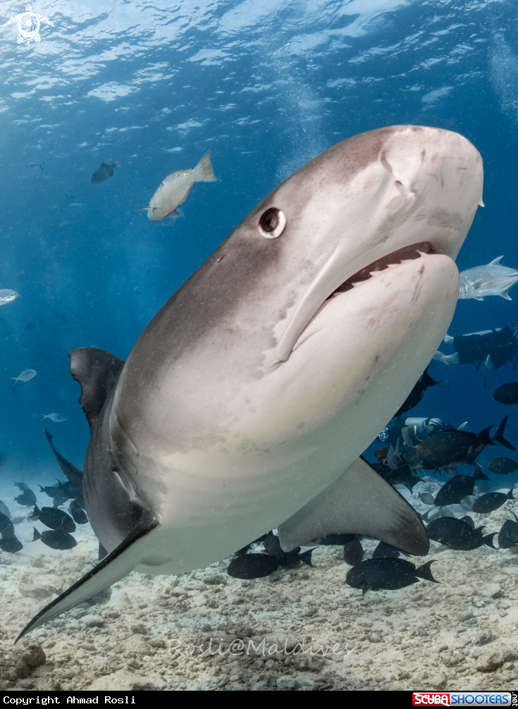 A Tiger Shark