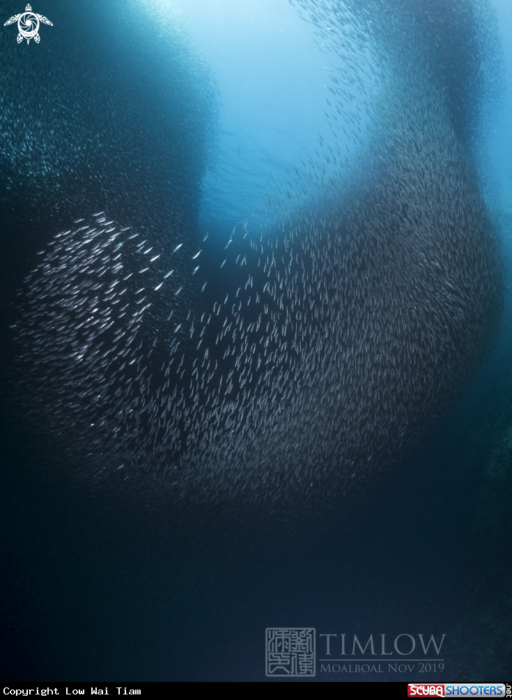 A Sardines