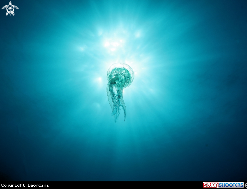 A Pelagia noctiluca
