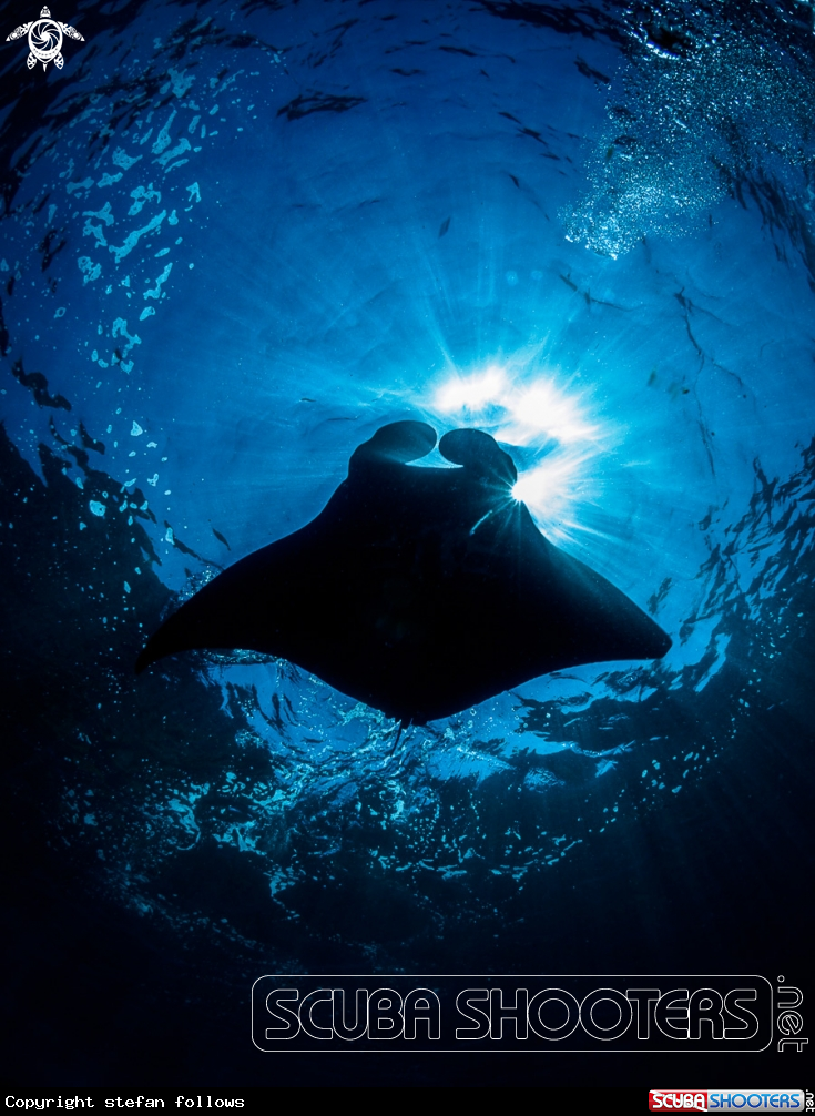 A Manta Ray
