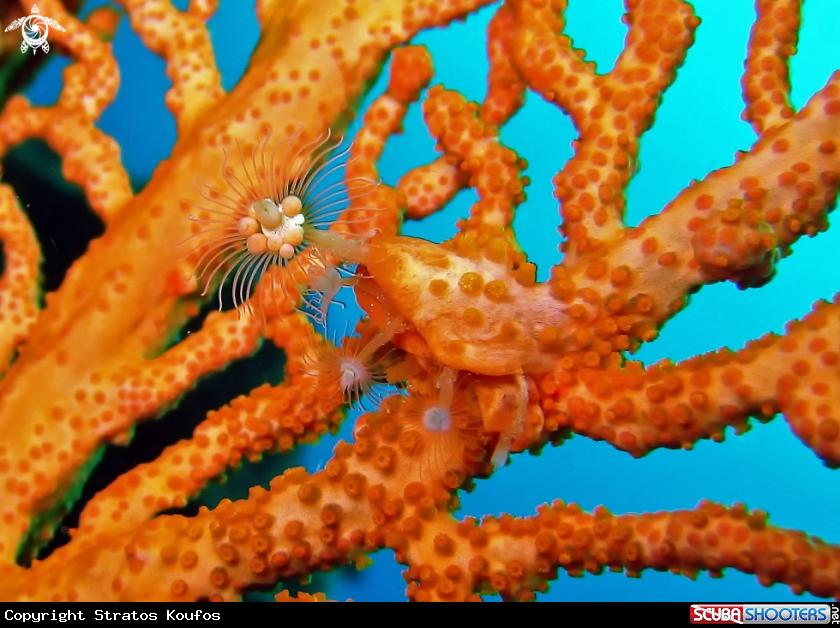 A underwater creature