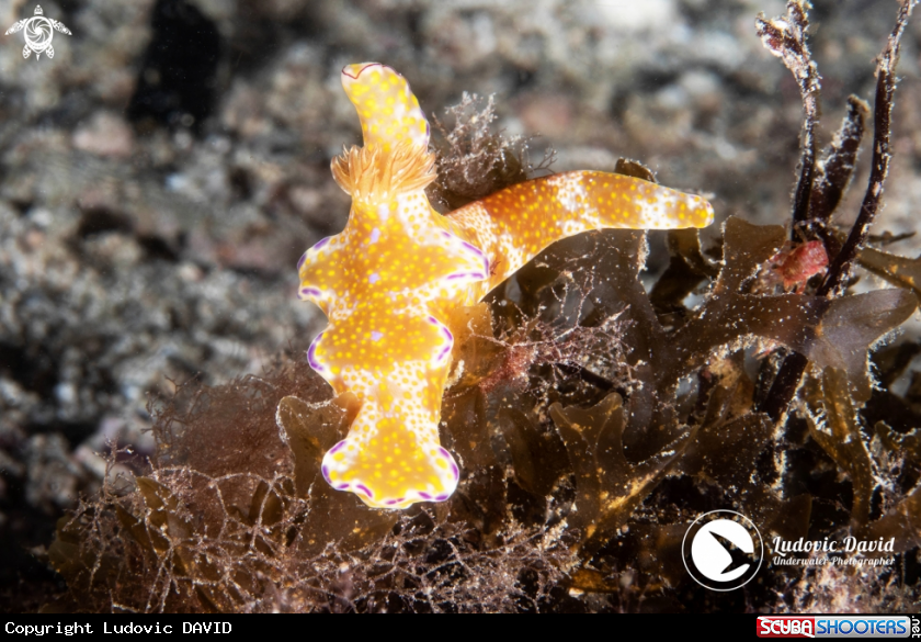 A Many-lobed Ceratosoma