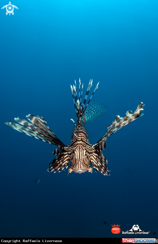 A Lion fish