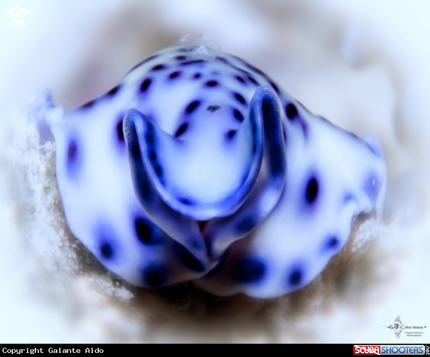 A Flatworm