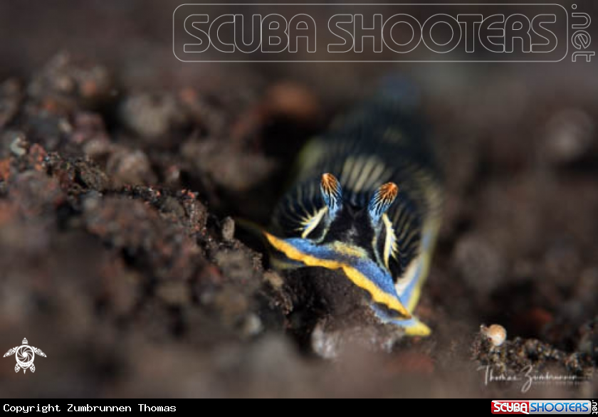 A Nudibranch 