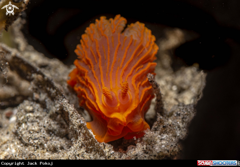 A Gymnodoris sp.