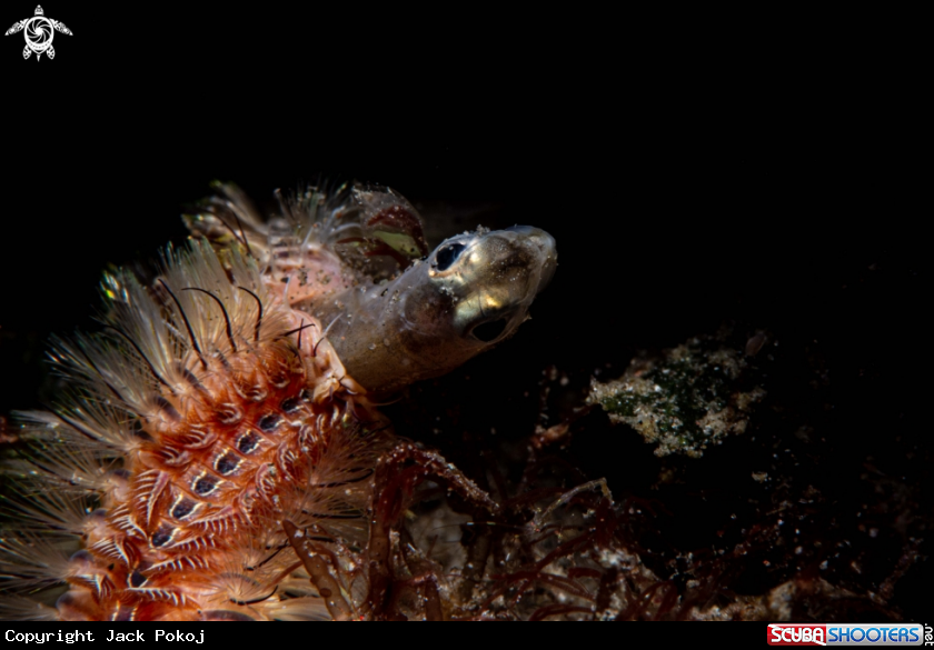 A Fireworm