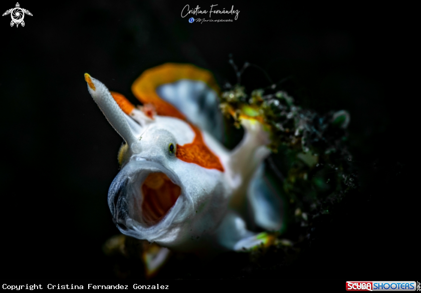 A Frogfish