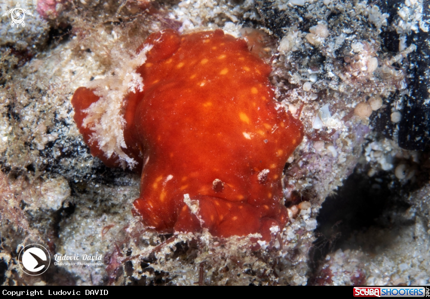 A Red Platydoris