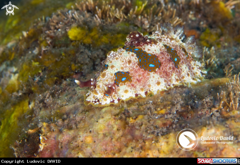 A Krusenstern's Dendrodoris