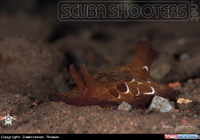 A Nudibranch 