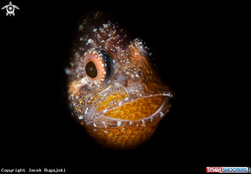 A Cardinal Fish