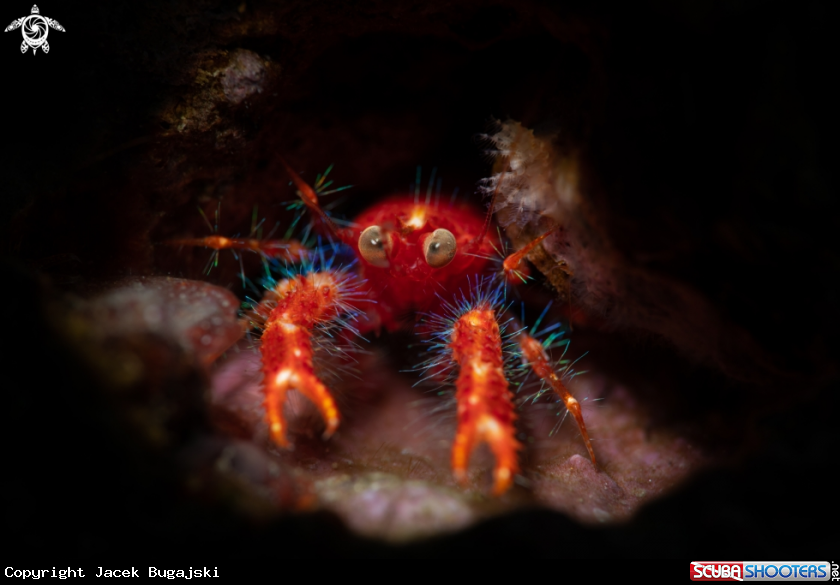 A Oliver's Squat Lobster 