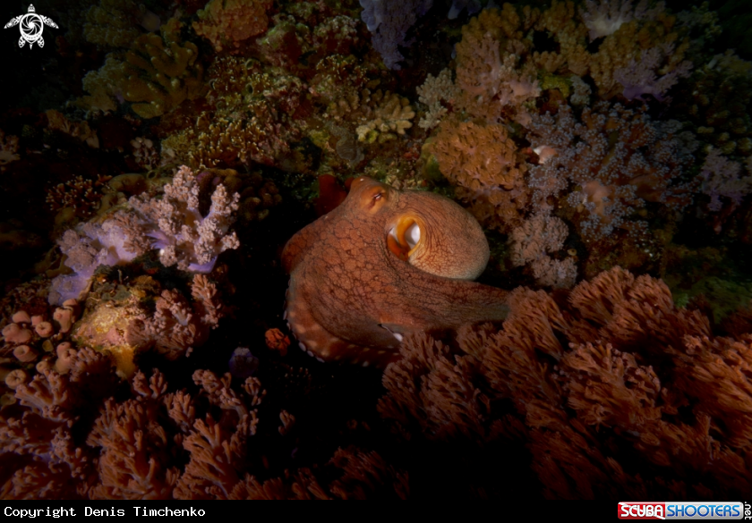 A  Octopus cyanea