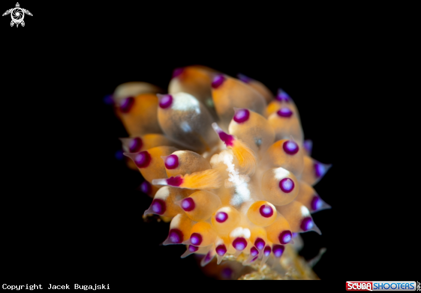 A Janolus tricellariodes