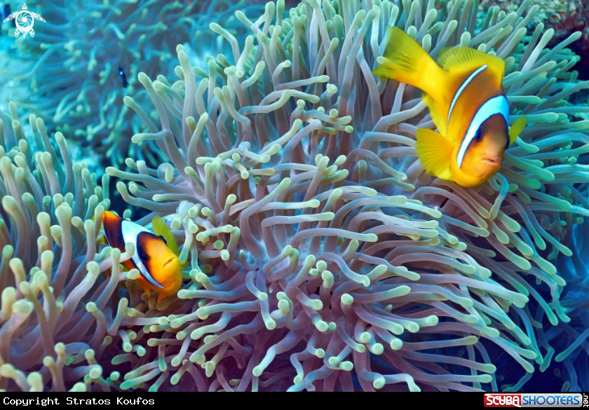 A underwater creature