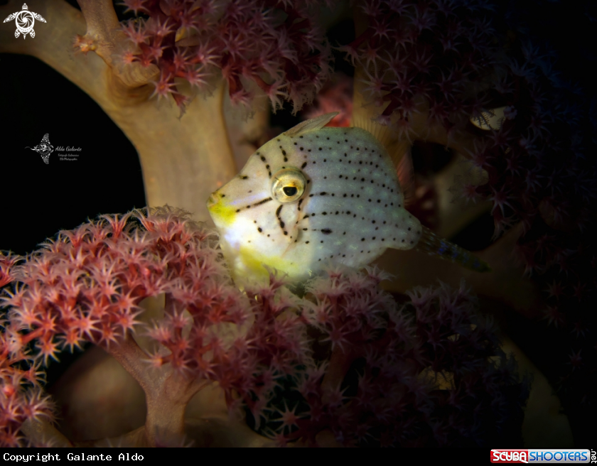 A Taylor's Filefish