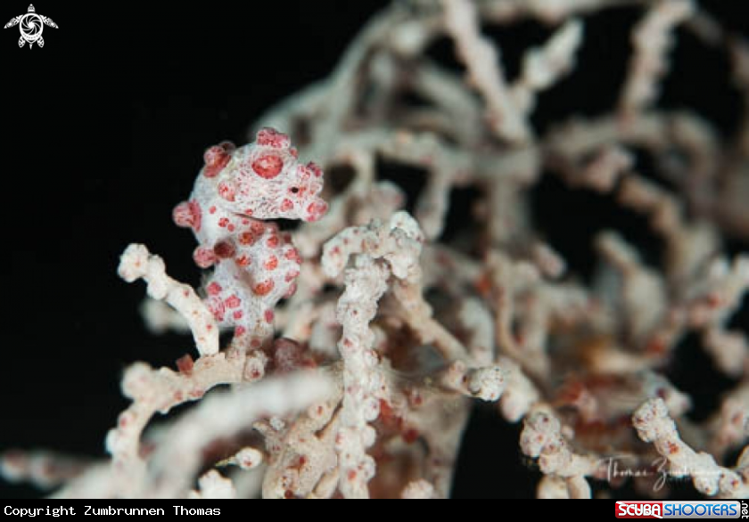 A Bargibanti Pygmy Seahorse 