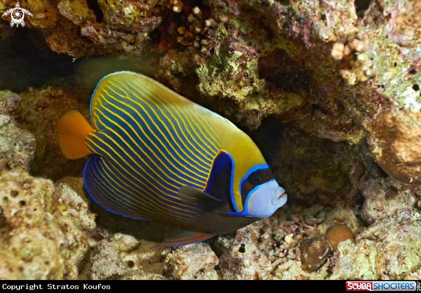 A underwater creature